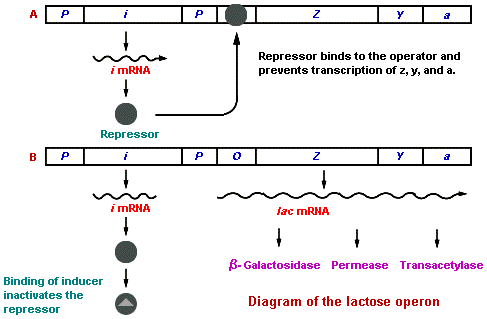 1741_binding of inducer inactivates the repressor.png